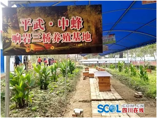 全国首例,“蜂蜜收入保险”在四川平武县成功赔付!插图(1) 全国首例,“蜂蜜收入保险”在四川平武县成功赔付!插图(1)