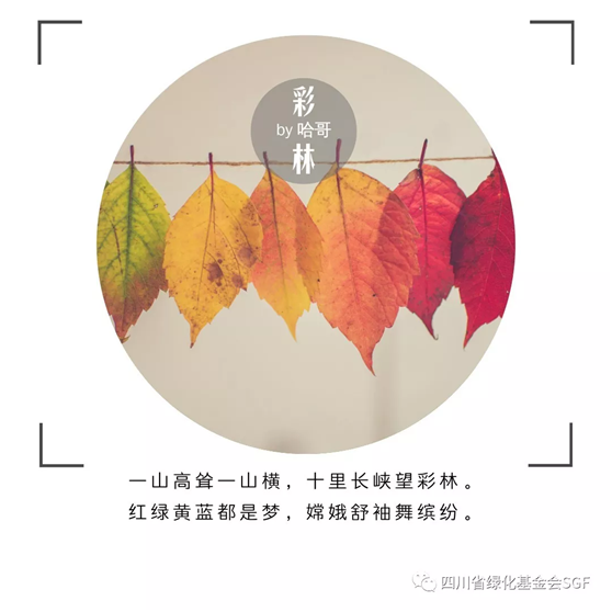 羊茸哈德森林自然教育体验线路设计七日谈 DAY5插图(3) 羊茸哈德森林自然教育体验线路设计七日谈 DAY5插图(3)