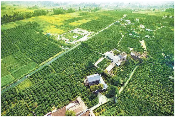 2018年成都全民义务植树暨低碳熊猫骑行活动招募插图(9) 2018年成都全民义务植树暨低碳熊猫骑行活动招募插图(9)