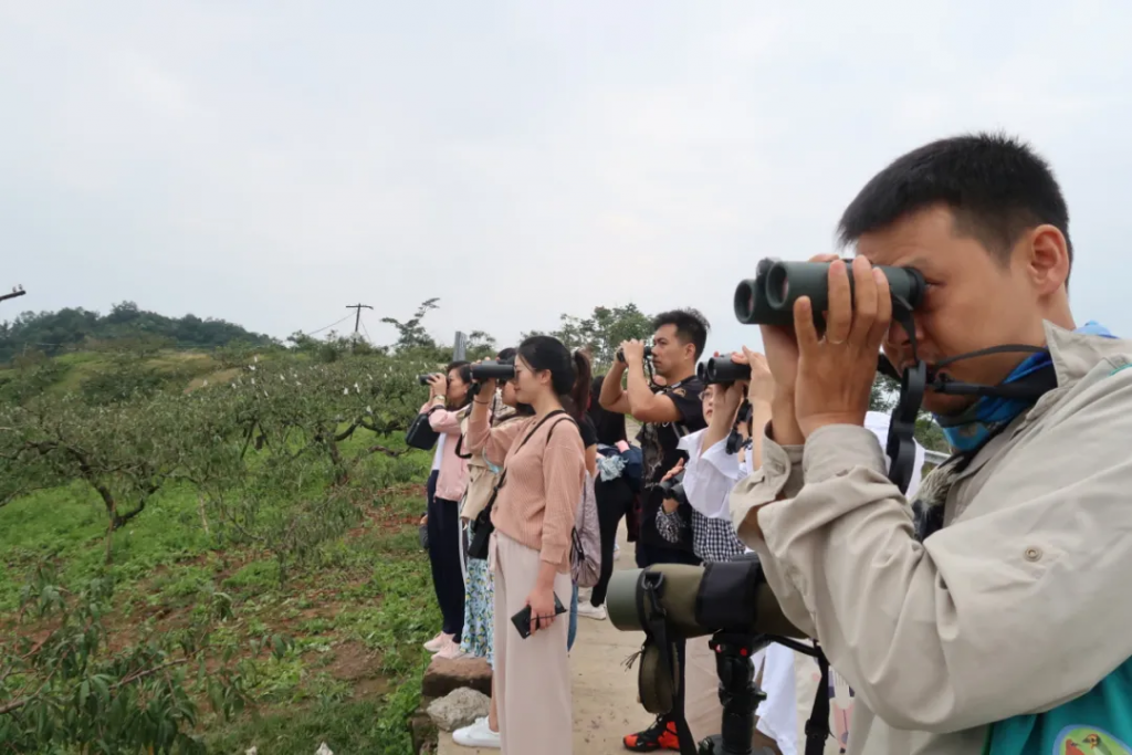 金腰燕、棕背伯劳、白腹蓝鹟、松雀鹰……它们都在成都龙泉山插图(2) 金腰燕、棕背伯劳、白腹蓝鹟、松雀鹰……它们都在成都龙泉山插图(2)